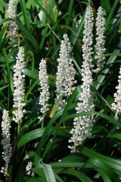 Monroe's White Liriope - Lilyturf - 18 Count Flat Of Pint Pots -SHRUBS and BUSHES Store Liriope Monroe White 10