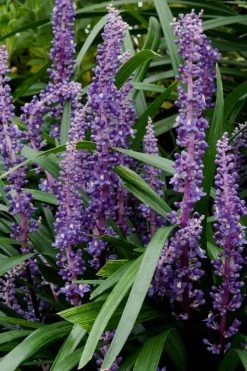 Royal Purple Liriope - Lilyturf - 3 Pack Of Pint Pots 12 Royal Purple Liriope - Lilyturf - 3 Pack Of Pint Pots -SHRUBS and BUSHES Store Liriope Royal Purple 16