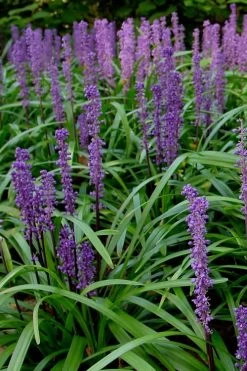 Royal Purple Liriope - Lilyturf - 3 Pack Of Pint Pots 13 Royal Purple Liriope - Lilyturf - 3 Pack Of Pint Pots -SHRUBS and BUSHES Store Liriope Royal Purple 500x750 1