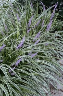 Best Seller 7 Silvery Sunproof Variegated Liriope - Lilyturf - 6 Pack Of 1 Gallon Pots