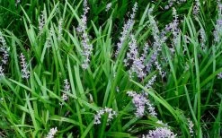 Creeping Lilyturf - Liriope Spicata - 10 Pack Of Pint Pots -SHRUBS and BUSHES Store Liriope Spicata 50