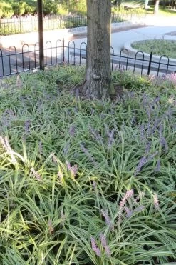 Variegated Liriope - Monkey Grass / Lilyturf - 10 Pack Of Pint Pots -SHRUBS and BUSHES Store Liriope Variegata 6 1