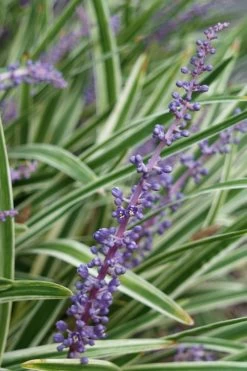 Variegated Liriope - Monkey Grass / Lilyturf - 10 Pack Of Pint Pots -SHRUBS and BUSHES Store Liriope Variegata 7 1
