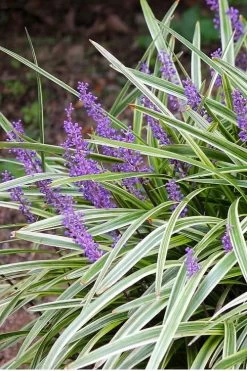 Variegated Liriope - Monkey Grass / Lilyturf - 6 Pack Of Pint Pots -SHRUBS and BUSHES Store Liriope Variegated 15 3