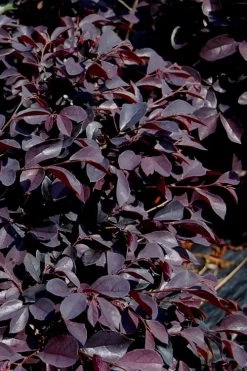 Carolina Midnight Loropetalum - 6 Pack Of 1 Gallon Pots -SHRUBS and BUSHES Store Loropetalum Carolina Midnight 10