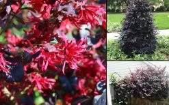 Carolina Midnight Loropetalum - 6 Pack Of 1 Gallon Pots -SHRUBS and BUSHES Store Loropetalum Carolina Midnight
