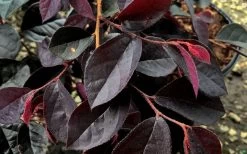 Carolina Midnight Loropetalum - 6 Pack Of 1 Gallon Pots -SHRUBS and BUSHES Store Loropetalum Carolina Midnight Leaves