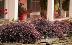 Purple Pixie Loropetalum - 3 Gallon Pot -SHRUBS and BUSHES Store Loropetalum Purple Pixie 102