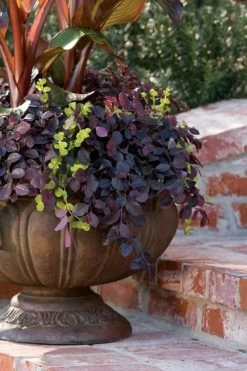 Purple Pixie Loropetalum - 3 Gallon Pot -SHRUBS and BUSHES Store Loropetalum Purple Pixie 104