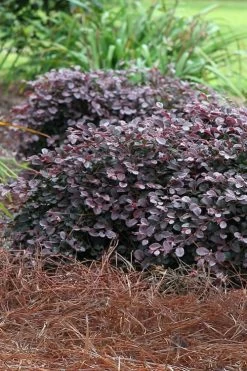 Purple Pixie Loropetalum - 3 Gallon Pot