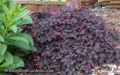 Purple Pixie Loropetalum - 3 Gallon Pot -SHRUBS and BUSHES Store Loropetalum Purple Pixie 12