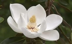 Alta Southern Magnolia - 5 Gallon Pot -SHRUBS and BUSHES Store Magnolia Alta 2