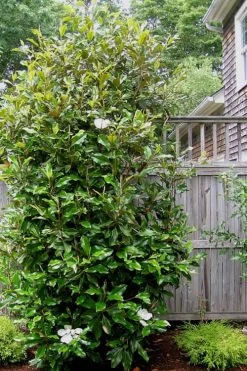 Alta Southern Magnolia - 5 Gallon Pot -SHRUBS and BUSHES Store Magnolia Alta 500x750 1