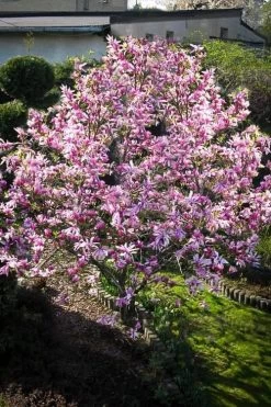 Betty Magnolia Tulip Tree - 3 Gallon Pot -SHRUBS and BUSHES Store Magnolia Betty 7 1
