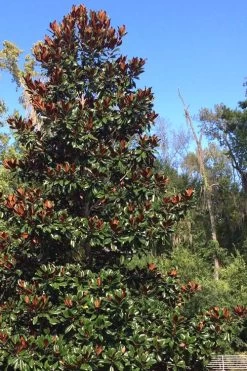 Brackens Brown Beauty Magnolia - 7 Gallon Pot (4-5') 12 Brackens Brown Beauty Magnolia - 7 Gallon Pot (4-5') -SHRUBS and BUSHES Store Magnolia Bracken Brown Beauty 500x750 2