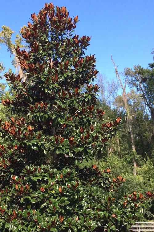 Brackens Brown Beauty Magnolia - 7 Gallon Pot (3-4') 6 Brackens Brown Beauty Magnolia - 7 Gallon Pot (3-4') - Image 4