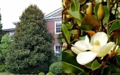 Brackens Brown Beauty Magnolia - 5 Gallon Pot 13 Brackens Brown Beauty Magnolia - 5 Gallon Pot -SHRUBS and BUSHES Store Magnolia Brackens Brown Beauty 1 4