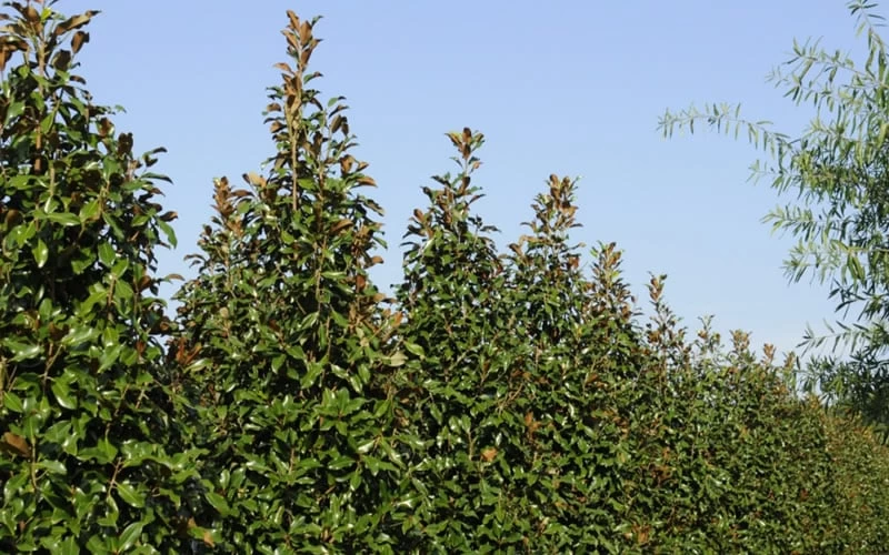 Brackens Brown Beauty Magnolia - 3 Gallon Pot 9 Brackens Brown Beauty Magnolia - 3 Gallon Pot - Image 7