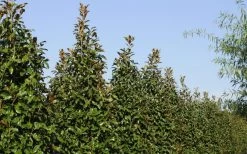 Brackens Brown Beauty Magnolia - 1 Gallon Pot 15 Brackens Brown Beauty Magnolia - 1 Gallon Pot -SHRUBS and BUSHES Store Magnolia Brackens Brown Beauty 6 5