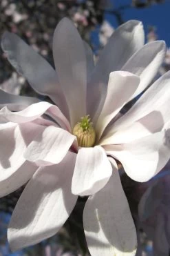 Centennial Star Magnolia - 1 Gallon Pot -SHRUBS and BUSHES Store Magnolia Centennial 13