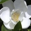 Claudia Wannamaker Southern Magnolia - 5 Gallon Pot 1 Claudia Wannamaker Southern Magnolia - 5 Gallon Pot -SHRUBS and BUSHES Store Magnolia Claudia Wannamaker 1 3