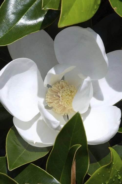 Claudia Wannamaker Southern Magnolia - 5 Gallon Pot 2 Claudia Wannamaker Southern Magnolia - 5 Gallon Pot