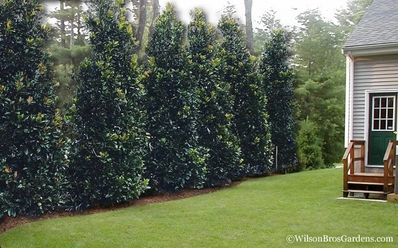 Claudia Wannamaker Southern Magnolia - 5 Gallon Pot 6 Claudia Wannamaker Southern Magnolia - 5 Gallon Pot - Image 5