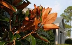 Claudia Wannamaker Southern Magnolia - 7 Gallon Pot (5-6') 13 Claudia Wannamaker Southern Magnolia - 7 Gallon Pot (5-6') -SHRUBS and BUSHES Store Magnolia Claudia Wannamaker 3