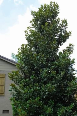 Claudia Wannamaker Southern Magnolia - 7 Gallon Pot (5-6') 11 Claudia Wannamaker Southern Magnolia - 7 Gallon Pot (5-6') -SHRUBS and BUSHES Store Magnolia Claudia Wannamaker 4