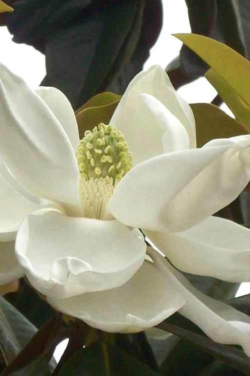 D. D. Blanchard Southern Magnolia - 5 Gallon Pot 3 D. D. Blanchard Southern Magnolia - 5 Gallon Pot