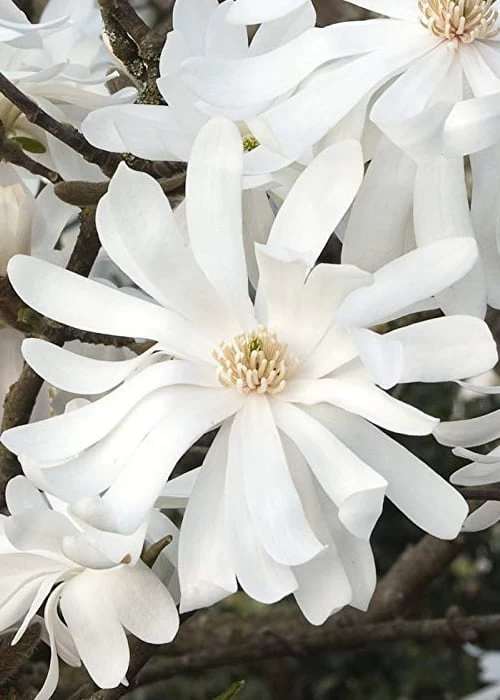 Royal Star Magnolia - 1 Gallon Pot 9 Royal Star Magnolia - 1 Gallon Pot - Image 7