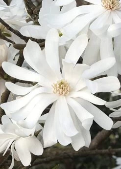 Royal Star Magnolia - 2 Gallon Pot -SHRUBS and BUSHES Store Magnolia Royal Star 10