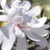 Royal Star Magnolia - 3 Gallon Pot 2 Royal Star Magnolia - 3 Gallon Pot -SHRUBS and BUSHES Store Magnolia Royal Star 13 1
