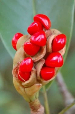 Southern Sweet Bay Swamp Magnolia (M.v. Australis) - 7 Gallon Pot (6-7') -SHRUBS and BUSHES Store Magnolia Sweet Bay 14 1