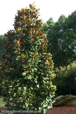 Teddy Bear Dwarf Southern Magnolia - 7 Gallon Pot (3-4') 12 Teddy Bear Dwarf Southern Magnolia - 7 Gallon Pot (3-4') -SHRUBS and BUSHES Store Magnolia Teddy Bear 5