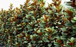Teddy Bear Dwarf Southern Magnolia - 7 Gallon Pot (3-4') 17 Teddy Bear Dwarf Southern Magnolia - 7 Gallon Pot (3-4') -SHRUBS and BUSHES Store Magnolia Teddy Bear 8