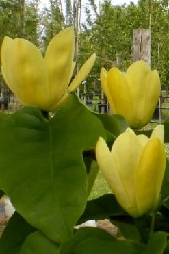 Yellow Bird Magnolia Tulip Tree - 1 Gallon Pot 21 Yellow Bird Magnolia Tulip Tree - 1 Gallon Pot -SHRUBS and BUSHES Store Magnolia Yellow Bird 10 1