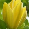 Yellow Bird Magnolia Tulip Tree - 3 Gallon Pot 2 Yellow Bird Magnolia Tulip Tree - 3 Gallon Pot -SHRUBS and BUSHES Store Magnolia Yellow Bird 13