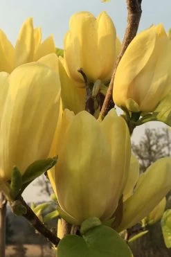 Yellow Bird Magnolia Tulip Tree - 3 Gallon Pot 20 Yellow Bird Magnolia Tulip Tree - 3 Gallon Pot -SHRUBS and BUSHES Store Magnolia Yellow Bird 14