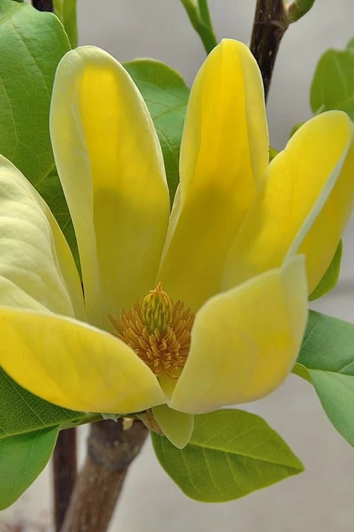 Yellow Bird Magnolia Tulip Tree - 1 Gallon Pot 8 Yellow Bird Magnolia Tulip Tree - 1 Gallon Pot - Image 6