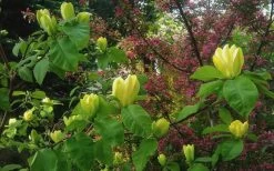 Yellow Bird Magnolia Tulip Tree - 1 Gallon Pot 18 Yellow Bird Magnolia Tulip Tree - 1 Gallon Pot -SHRUBS and BUSHES Store Magnolia Yellow Bird 18 1