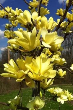 Yellow Bird Magnolia Tulip Tree - 1 Gallon Pot 19 Yellow Bird Magnolia Tulip Tree - 1 Gallon Pot -SHRUBS and BUSHES Store Magnolia Yellow Bird 32 1
