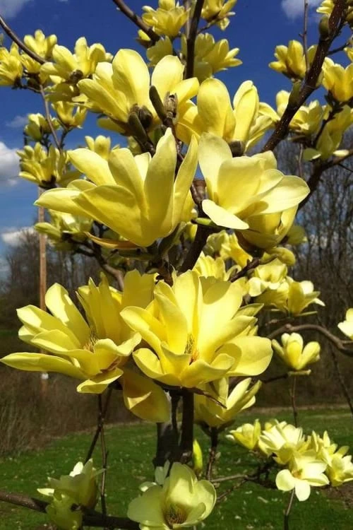Yellow Bird Magnolia Tulip Tree - 1 Gallon Pot 10 Yellow Bird Magnolia Tulip Tree - 1 Gallon Pot - Image 8