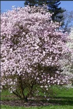 Centennial Blush Star Magnolia - 3 Gallon Pot 11 Centennial Blush Star Magnolia - 3 Gallon Pot -SHRUBS and BUSHES Store Magnolia stellata centennial blush 2