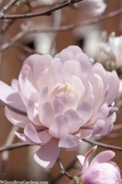 Centennial Blush Star Magnolia - 3 Gallon Pot 13 Centennial Blush Star Magnolia - 3 Gallon Pot -SHRUBS and BUSHES Store Magnolia stellata centennial blush 3