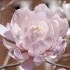 Centennial Blush Star Magnolia - 3 Gallon Pot