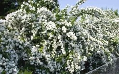 Mock Orange - Philadelphus X Virginalis - 3 Gallon Pot 12 Mock Orange - Philadelphus X Virginalis - 3 Gallon Pot -SHRUBS and BUSHES Store Mock Orange Natchez 1