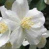 Mock Orange - Philadelphus X Virginalis - 3 Gallon Pot 1 Mock Orange - Philadelphus X Virginalis - 3 Gallon Pot -SHRUBS and BUSHES Store Mock Orange Philadelphus Virginalis
