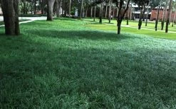 Tall Mondo Grass - 10 Count Flat Of Pint Pots -SHRUBS and BUSHES Store Mondo Grass 21 3