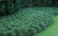 Tall Mondo Grass - 10 Count Flat Of Pint Pots -SHRUBS and BUSHES Store Mondo Grass 50